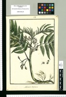 Solanum conicum / Brunete. Original drawing from Ruiz & Pavón's Expedition (1777-1816)
