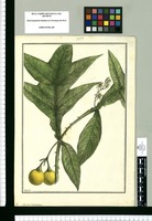 Solanum laciniatum / Brunete. Original drawing from Ruiz & Pavón's Expedition (1777-1816)