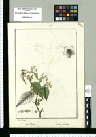 Physalis subtriflora y Saracha punctata / Josef Rubio. Original drawing from Ruiz & Pavón's Expedition (1777-1816)