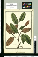 Nycterisition ferrugineum / Galvez. Original drawing from Ruiz & Pavón's Expedition (1777-1816)