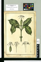 Cosmibuena acuminata / J[osé] G[abriel] R[ivera] del. Original drawing from Ruiz & Pavón's Expedition (1777-1816)