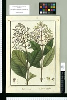 Psychotria obovata y Psychotria thyrsiflora / Is[idro] Galvez delin. Original drawing from Ruiz & Pavón's Expedition (1777-1816)