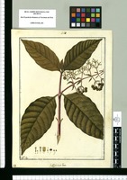 Psychotria laxa / Fran[cis]co Pulgar. Original drawing from Ruiz & Pavón's Expedition (1777-1816)