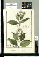 Coffea ciliata y Coffea foveolata / Ysidro de Galvez. Original drawing from Ruiz & Pavón's Expedition (1777-1816)