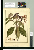 Hamellia [sic] sphaerocarpa / Fran[cis]co Pulgar. Original drawing from Ruiz & Pavón's Expedition (1777-1816)