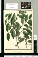 Celastrus emarginatus / Brunete. Original drawing from Ruiz & Pavón's Expedition (1777-1816)