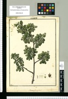 Stereoxylon patens / Galvez. Original drawing from Ruiz & Pavón's Expedition (1777-1816)