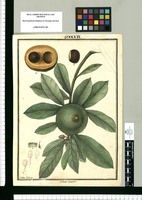 Achras lucuma / Ysidro Galvez. Original drawing from Ruiz & Pavón's Expedition (1777-1816)