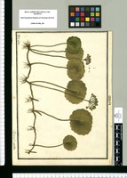 Hydrocotyle multiflora / Ysidro Galvez. Original drawing from Ruiz & Pavón's Expedition (1777-1816)
