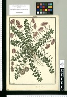 Evolvulus villosus / Fran[cis]co Pulgar. Original drawing from Ruiz & Pavón's Expedition (1777-1816)