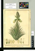 Pourretia pyramidata : v[ulgo] Achupalla / Jose Rivera del. Original drawing from Ruiz & Pavón's Expedition (1777-1816)