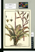 Tillandsia maculata / Brunete. Original drawing from Ruiz & Pavón's Expedition (1777-1816)