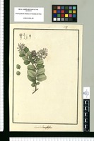 Loranthus heterophyllus. Original drawing from Ruiz & Pavón's Expedition (1777-1816)
