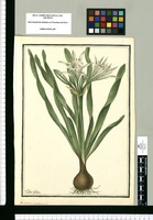 Pancratium maritimum L. / Ysidro Galvez. Original drawing from Ruiz & Pavón's Expedition (1777-1816)
