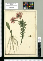 Alstroemeria peregrina L. / Ysidro Galbez. Original drawing from Ruiz & Pavón's Expedition (1777-1816)