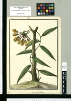 Alstroemeria fimbriata / Galvez. Original drawing from Ruiz & Pavón's Expedition (1777-1816)