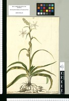 Anthericum eccremorrhizon [sic] / J[ose]ph Brunete. Original drawing from Ruiz & Pavón's Expedition (1777-1816)