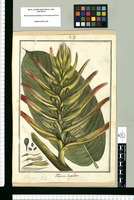 Heliconia lingulata / Brunete. Original drawing from Ruiz & Pavón's Expedition (1777-1816)