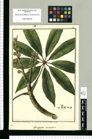 Actinophyllum acuminatum / Ysidro de Galvez lo Dibujo Dibujante dela R[ea]l Expedicion Botanica del Reyno del Peru. Original drawing from Ruiz & Pavón's Expedition (1777-1816)