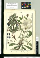 Rhexia rosmarinifolia y Oenothera grandiflora. Original drawing from Ruiz & Pavón's Expedition (1777-1816)