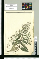 Rhexia flexuosa / Is[idro] Galvez delin. Original drawing from Ruiz & Pavón's Expedition (1777-1816)