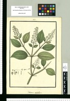 Arthrostema [sic] caulialatum. Original drawing from Ruiz & Pavón's Expedition (1777-1816)