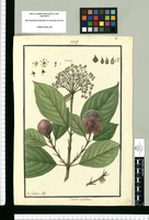 Cornidia umbellata / Is[idro] Galvez del. Original drawing from Ruiz & Pavón's Expedition (1777-1816)