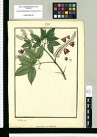 Semarillaria enneaphylla / Is[idro] Galvez delin. Original drawing from Ruiz & Pavón's Expedition (1777-1816)