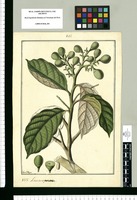 Laurus punctata / Fran[cis]co Pulgar. Original drawing from Ruiz & Pavón's Expedition (1777-1816)