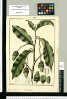 Laurus : V[ulgo] Pucheri / Fran[cis]co Pulgar. Original drawing from Ruiz & Pavón's Expedition (1777-1816)