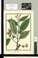 Laurus limbosa / Isid[ro] Galvez delin. Original drawing from Ruiz & Pavón's Expedition (1777-1816)