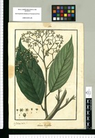 Laurus longifolia / Is[idro] Galvez delin. Original drawing from Ruiz & Pavón's Expedition (1777-1816)