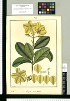 Laupe : Godoya obovata / Fran[cis]co Pulgar. Original drawing from Ruiz & Pavón's Expedition (1777-1816)