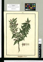Ceratostema hirsuta / Fran[cis]co Pulgar. Original drawing from Ruiz & Pavón's Expedition (1777-1816)