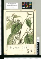 Foveolaria cordata / Galvez. Original drawing from Ruiz & Pavón's Expedition (1777-1816)
