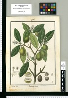 Gomortega nitida / Is[idro] Galvez delin. Original drawing from Ruiz & Pavón's Expedition (1777-1816)