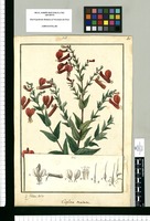 Cuphea cordata / Is[idro] Galvez delin. Original drawing from Ruiz & Pavón's Expedition (1777-1816)