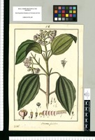 Axinea [sic] glandulosa / Fran[cis]co Pulgar. Original drawing from Ruiz & Pavón's Expedition (1777-1816)