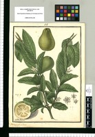 Psidium pyriferum F.P.L. / Ysidro Galvez. Original drawing from Ruiz & Pavón's Expedition (1777-1816)