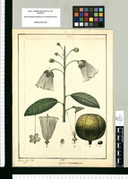 Capparis macrocarpa / Xavier Cortez del. Original drawing from Ruiz & Pavón's Expedition (1777-1816)