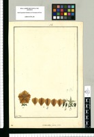 Mentzeliae fulvae partes / Fran[cis]co Pulgar. Original drawing from Ruiz & Pavón's Expedition (1777-1816)