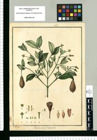 Beauharnoisia fructipendula / J[osé Gabriel] R[ivera] del. Original drawing from Ruiz & Pavón's Expedition (1777-1816)