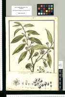 Guatteria glauca / Brunete. Original drawing from Ruiz & Pavón's Expedition (1777-1816)