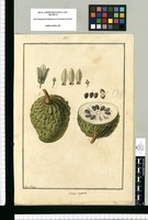 Annona tripetala / Fran[cis]co Pulgar. Original drawing from Ruiz & Pavón's Expedition (1777-1816)