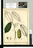 Annona conica. Original drawing from Ruiz & Pavón's Expedition (1777-1816)