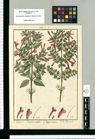 Gardoquia multiflora; Gardoquia elliptica / Is[idro] Galvez delin. Original drawing from Ruiz & Pavón's Expedition (1777-1816)