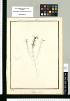 Euphrasia tripartita / Galvez. Original drawing from Ruiz & Pavón's Expedition (1777-1816)