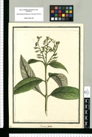 Gesneria sericea / Brunete. Original drawing from Ruiz & Pavón's Expedition (1777-1816)