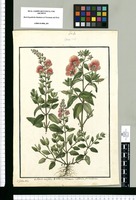 Alonsoa incisifolia; Alonsoa caulialata; Alonsoa procumbens / Is[idro] Galvez delin. Original drawing from Ruiz & Pavón's Expedition (1777-1816)
