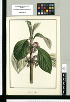 Besleria alba / Brunete. Original drawing from Ruiz & Pavón's Expedition (1777-1816)